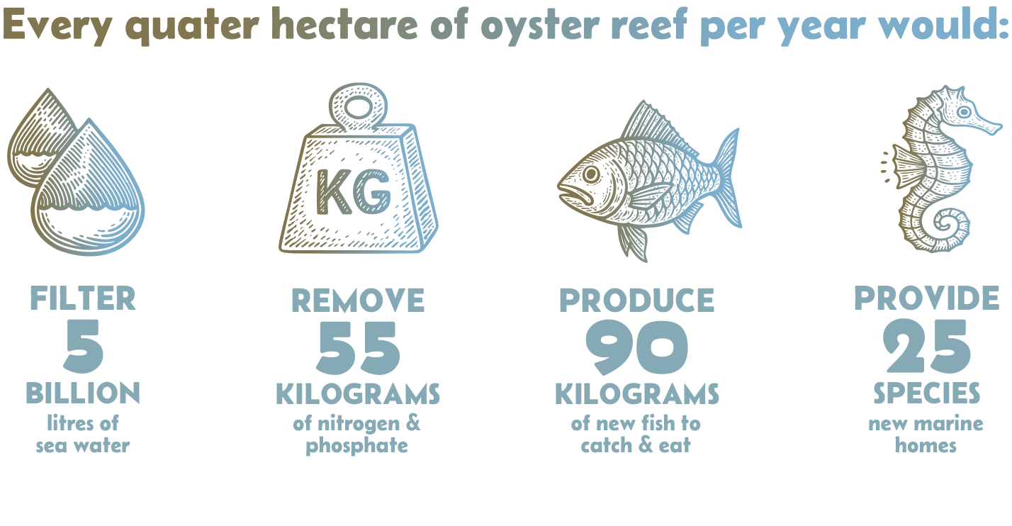 How every hectare of oyster reef help per year